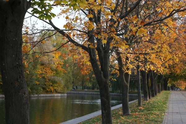 Güneşli Bir Günde Parkta Sonbahar Göl Portakal Ağaçlarıyla Dolu Güzel — Stok fotoğraf