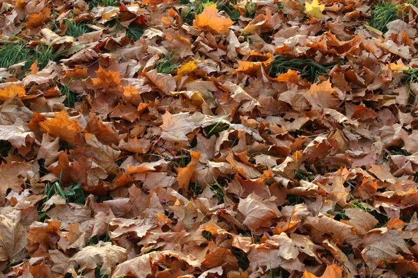 Herfst Gevallen Bladeren Oranje Droog Gebladerte Bedekt Grond Fragment Sluiting — Stockfoto