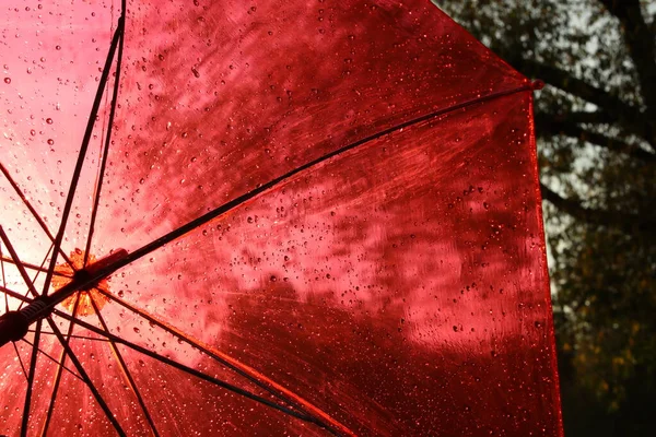 Chuva Guarda Chuvas Vermelho Gotas Toldo Transparente Cúpula Aberta Fundo — Fotografia de Stock