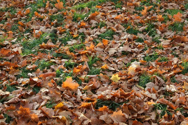 Folhagem Seca Laranja Cobriu Chão Fragmento Fechar Fundos — Fotografia de Stock