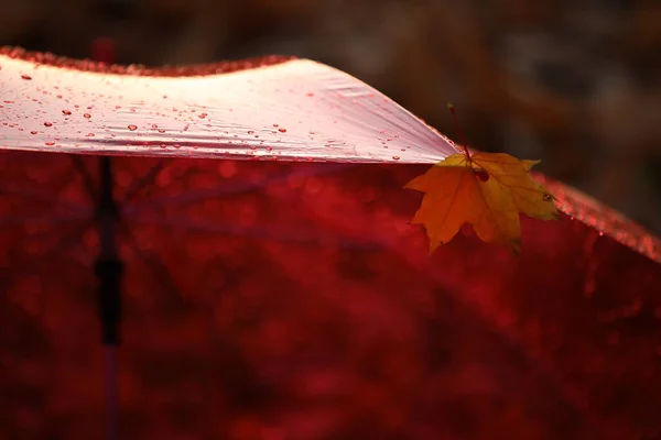 Parapluie Rouge Fragment Dôme Transparent Avec Gouttes Pluie Une Feuille — Photo