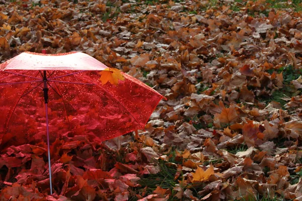 Die Regenschirmfarbe Ist Rot Für Einen Regnerischen Tag Transparentes Dach — Stockfoto
