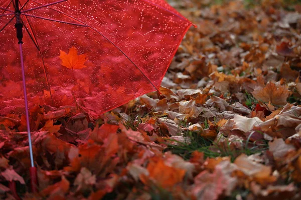 Cor Guarda Chuva Vermelho Para Dia Chuvoso Telhado Transparente Com — Fotografia de Stock
