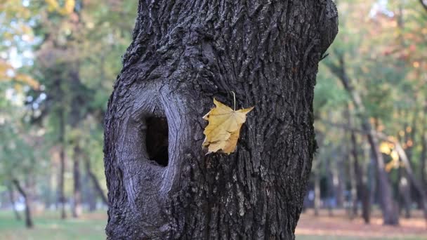 Grande Buco Albero Sullo Sfondo Autunnale Parco Con Fogliame Colorato — Video Stock