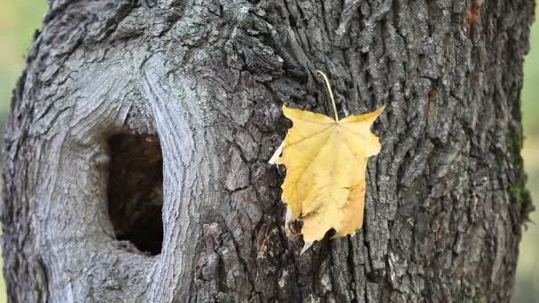 Grande Buco Albero Video Albero Cavo Sul Tronco Una Quercia — Video Stock