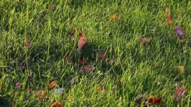 Sonbahar resimleri. Düşen kırmızı yapraklar yeşil çimlerle kaplı. Hafif bir rüzgar, güneşli bir günde çimlerin üzerindeki ince bitkileri dalgalandırır.