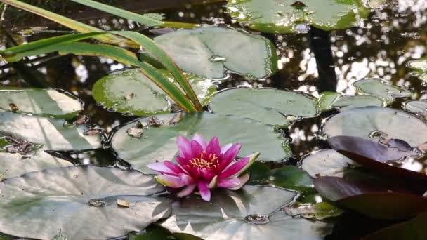 Вода Lily Pink Lotus Цветок Среди Зеленых Листьев Пруду Сумерках — стоковое видео
