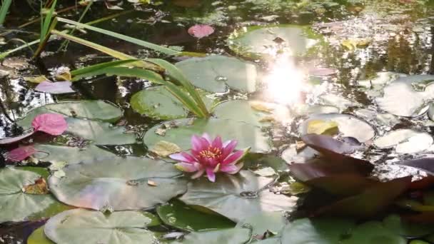 Nilüfer Çiçeği Alacakaranlıkta Gölette Yeşil Yaprakların Arasında Pembe Nilüfer Çiçeği — Stok video