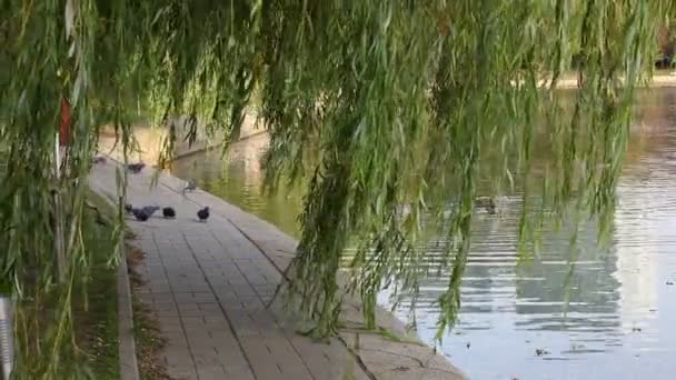 Tree Long Branches Hangs Water Weeping Willow Leaned Swayed Edge — Stock video