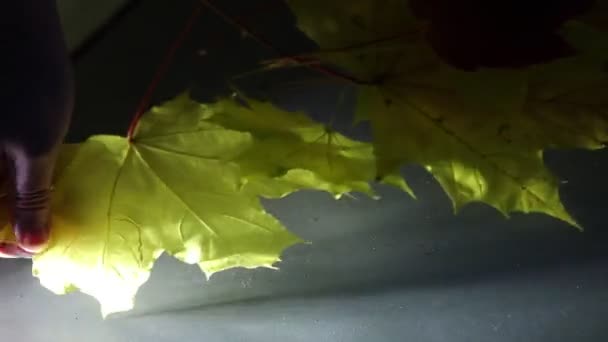 Main Laisse Flotter Les Feuilles Érable Jaunes Avec Courant Nuit — Video