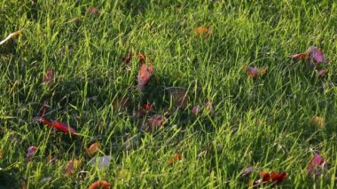Yeşil çimenlerin üzerindeki kırmızı yapraklar. Rüzgâr güneş ışığında çimleri dalgalandırır. İlk sonbahar yaprakları düşer.