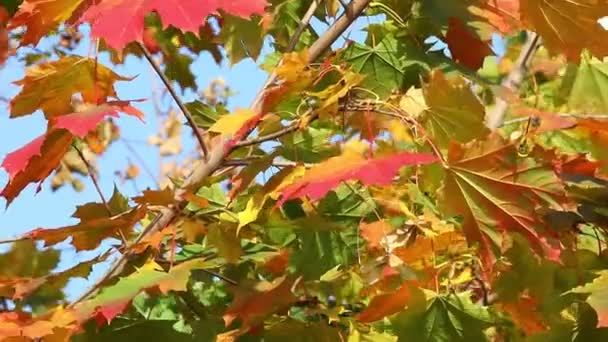 가을의 하늘을 배경으로 주황색 단풍나무 아름다운 날에는 주황색으로 단풍나무가지 화려하게 — 비디오