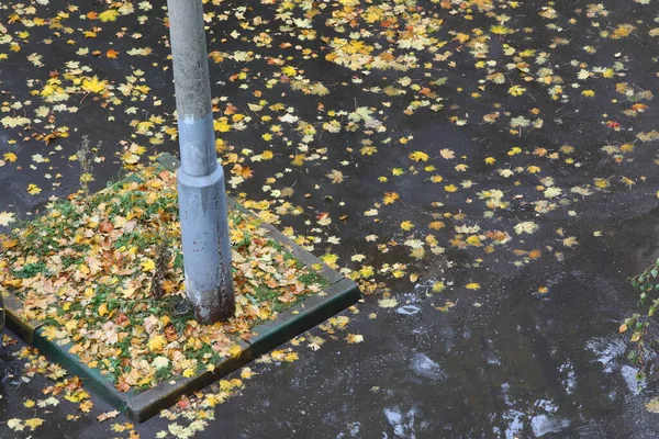 Asfalto Molhado Com Uma Poça Folhas Caídas Velho Enferrujado Pole — Fotografia de Stock
