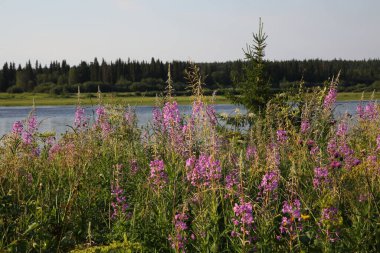 Göl kıyısında çiçekler. Yeşil çimenli uzun pembe bitkiler. Arka plan görüntüsü.