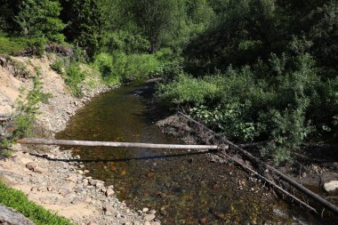 Orman nehri. Kayalık dibi olan küçük, sakin bir dere, üzerine bir ağaç devrilmiş, ve yoğun çalılar. Güneşli bir yaz günü.