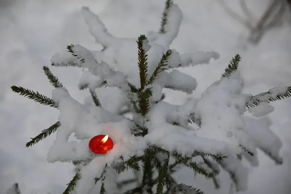 在白色的冬季背景上 一棵被雪覆盖的小圣诞树 枝条上燃着一根炽热的红色蜡烛 有选择的焦点 — 图库照片