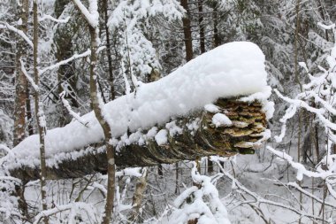 Ormanın soğuk mevsiminde gövdesinde karla kaplı çürümüş huş ağaçları ve ağaç mantarları.