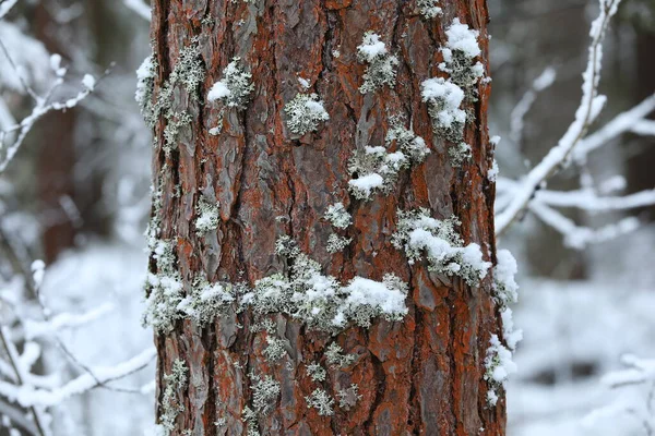 Primer Plano Fragmento Del Tronco Viejo Árbol Crecimiento Con Corteza —  Fotos de Stock