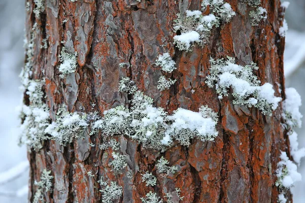 用红色树皮和覆盖着白雪的苔藓的老树树干碎片的特写 冬天森林的白色背景上 美丽的图画 — 图库照片