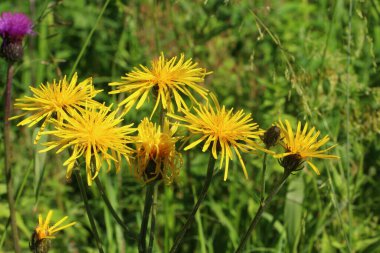 Güneşli bir yaz gününde yeşil çimenlerin bulanık arka planında ince yapraklı parlak sarı kır çiçeklerinden oluşan bir ailenin görüntüsü. Yakın plan.