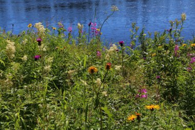 Çiçek açan göl kıyısının manzarası. Uzun yeşil çimenler ve kır çiçekleri. Bir yaz günü mavi su arka planında güneş ışığıyla aydınlatılan sarı kırmızılar.