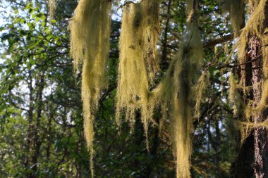 Bulanık bir orman arka planında güneş ışığında ağaçtan sarkan sarı uzun yosunların yakın çekimi. Alışılmadık bir doğa olayının görüntüsünü kavra