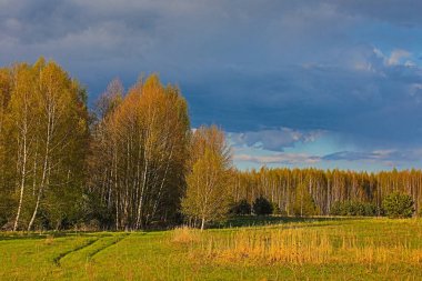 Çayırın kenarındaki ormanın olduğu tarladaki yol. İlkbahar kırsal arazisi. Şehir Arkaplanı. HDR Resmi