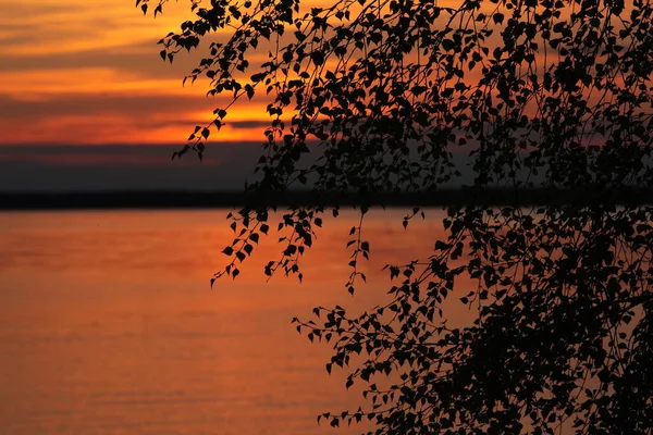 Pôr Sol Com Silhueta Uma Árvore Contra Fundo Céu Vermelho — Fotografia de Stock