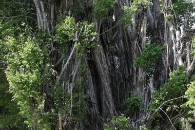 Orman manzarası. Ormandaki güneş ışığıyla birlikte çalılıklarda büyük tropikal ağaçlar. Doğa Arkaplanı