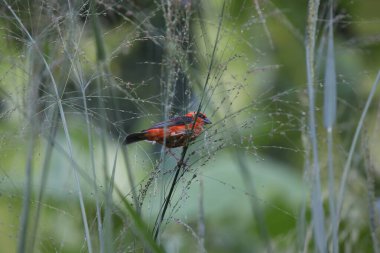 İnce gümüşi çimenlere tünemiş kuş tohumlarıyla