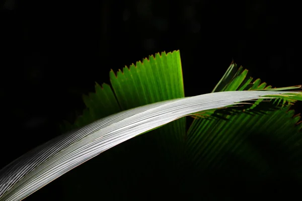 Zelený List Tropické Rostliny Ozářený Slunečním Světlem Černé Divoké Přírodě — Stock fotografie