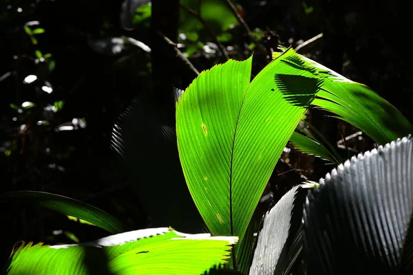 Grote Palmblad Verlicht Door Zonlicht Het Bos Close Achtergrond Van — Stockfoto
