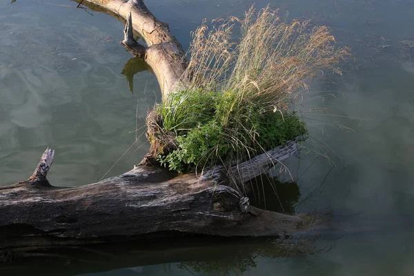 Stare Drzewo Wodzie Zieloną Trawą Natura Tło Zbliżenie Obrazek Stockowy