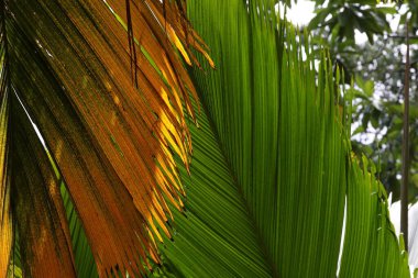 Palmiye yaprakları sarı yeşil yakın plan