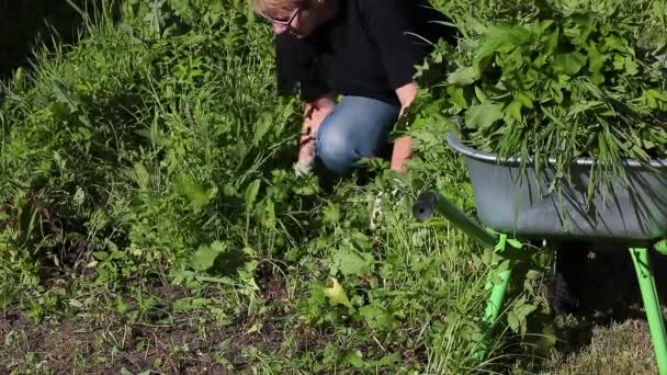 Jardinage Agriculture Une Personne Heureuse Travaillant Dans Jardin Nettoie Herbe — Video