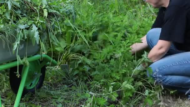 Gardening Agriculture Active Person Gardening Lawn Overgrown Green Grass Elderly — Stock Video