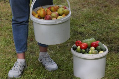 Elinde bahçe elmalarıyla dolu bir kova tutan kişi armut karışık sebzeler sağlıklı organik gıda yetişiyor.