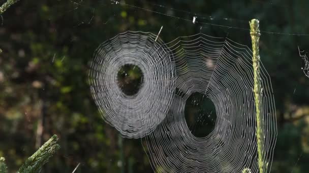 Spinnenweb Het Gras Met Dauw Het Net Ochtendzon Vlekken Wild — Stockvideo