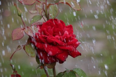 Yağmurda tek bir parlak kırmızı gül. Doğal arka plan. Yakın plan.