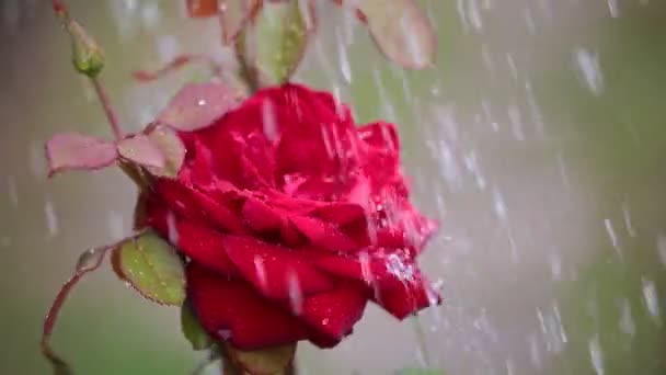 Rosa Única Color Rojo Brillante Agua Lluvia Fondo Natural Cerca — Vídeo de stock