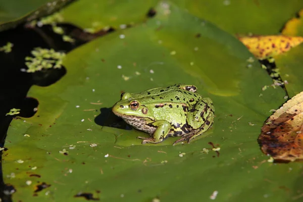 緑の葉の上の池のカエル — ストック写真