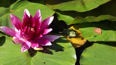 Gölette sallanan kurbağa güneşli bir yaz gününde, pembe bir nilüferin gölgesinde yaprağın üzerinde oturuyor.