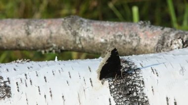 Bir huş ağacının beyaz kabuğunda kanat çırpan siyah kelebek. Vahşi yaşam arka planı.