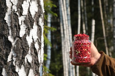 Bir huş ağacında güneşli bir yaz gününde uzayan insan eli taze toplanmış kırmızı yaban mersini dolu cam bir kavanozu tutar. Aktif eğlence ve sağlıklı yaşam tarzı vitaminler beslenme konsepti