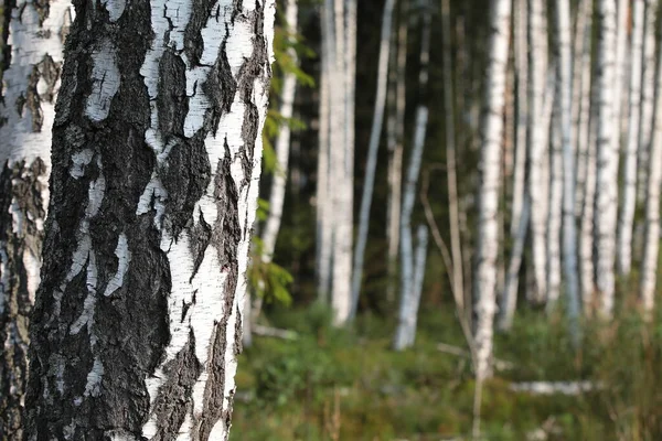 Drzewa Brzozowym Lesie Lesie Białym Bagażnikiem Zdjęcie Stockowe