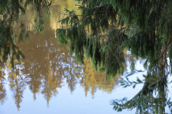 Reflexion Der Bäume Kiefernwald Blauer Himmel Und Fichtenzweig Beleuchtet Von — Stockfoto