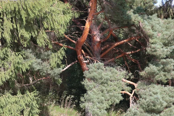 Pine Trunk Brown Branches Green Needles — Stock Photo, Image