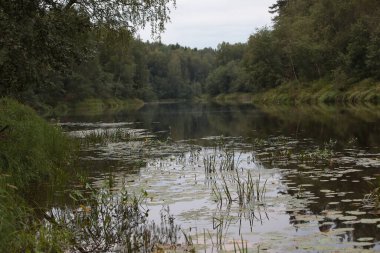 Ormandaki göl, üzerinde nilüfer yaprakları bulunan çimlerle kaplıydı. Rusya 'nın kırsal kesimindeki bir gölün sakin doğal manzarası.