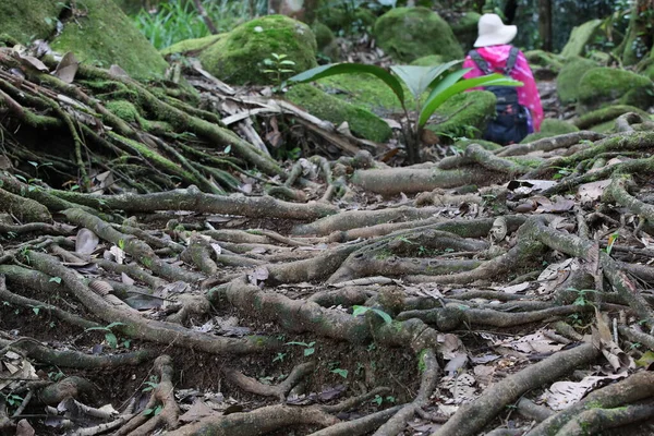 Tree roots in the forest covering the ground against the background of a person with a backpack in a hat a solitary female traveler walking along a hiking trail in a tropical woods