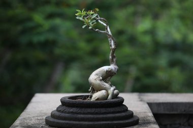 Bonsai cüce minyatür ağacı, sokak içi için bir vazonun içinde büyüyor. Doğal bir arka planda çift gövde tarzı izole edilmiş.